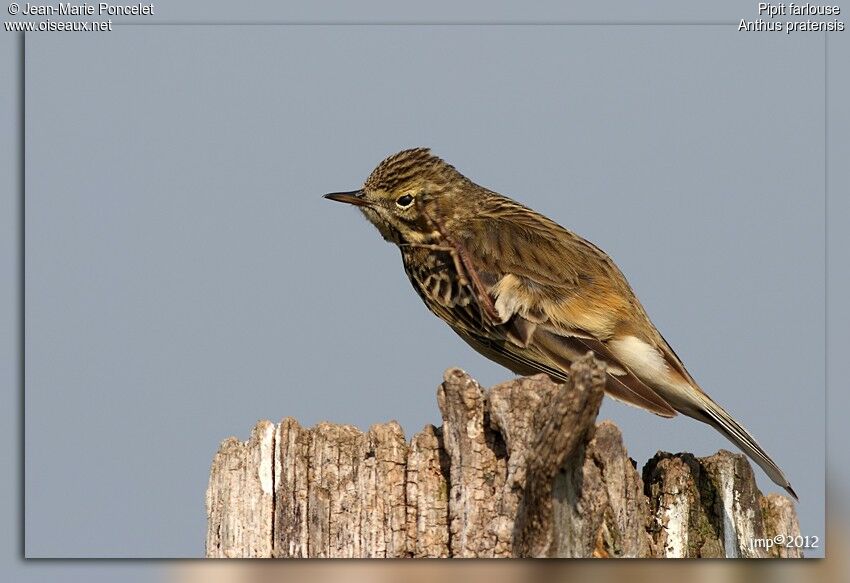 Pipit farlouse