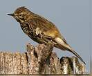 Pipit farlouse