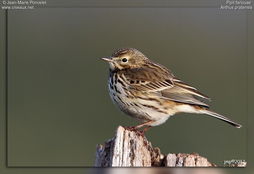 Meadow Pipit