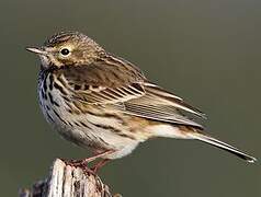 Pipit farlouse