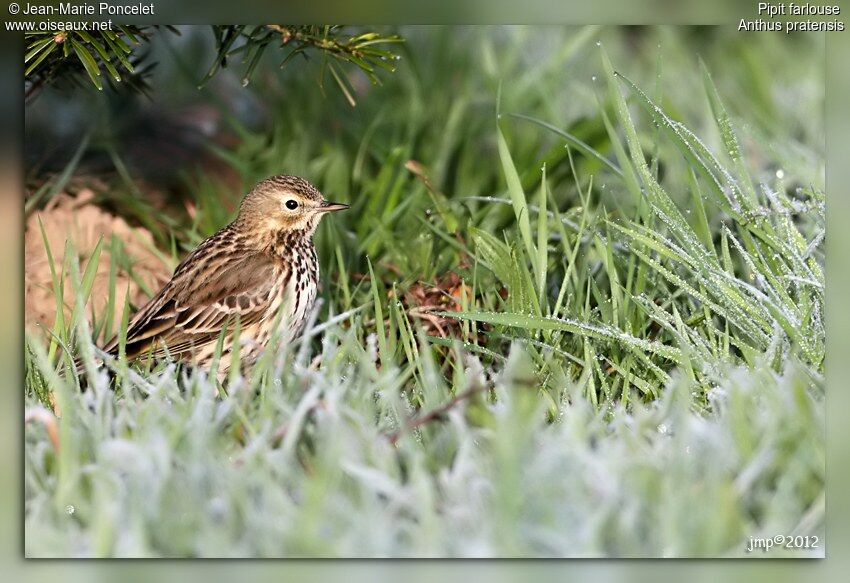 Meadow Pipit