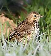 Pipit farlouse