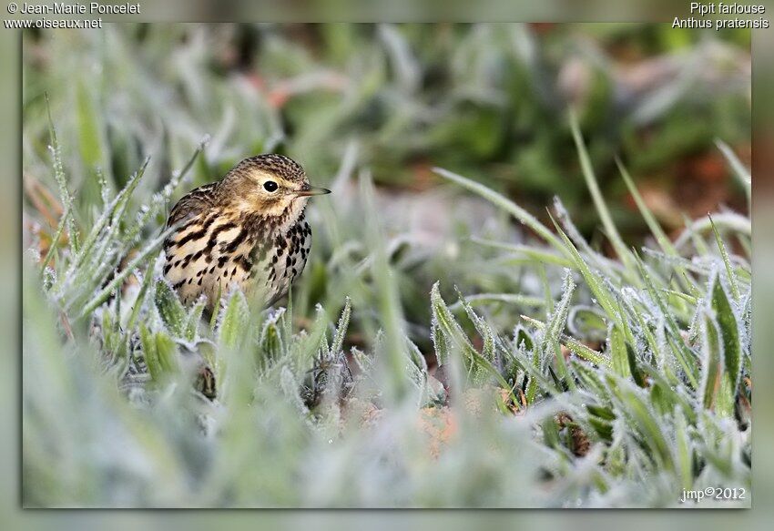 Meadow Pipit