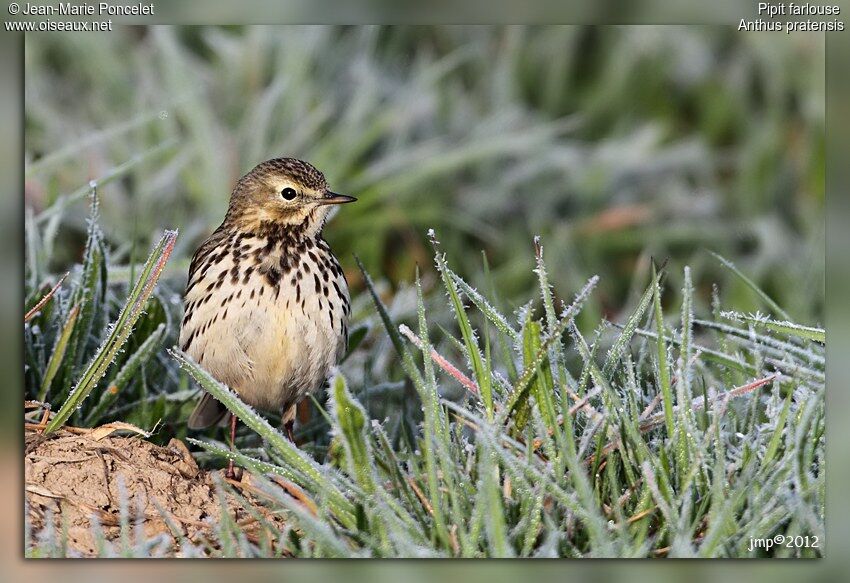 Pipit farlouse