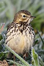 Pipit farlouse