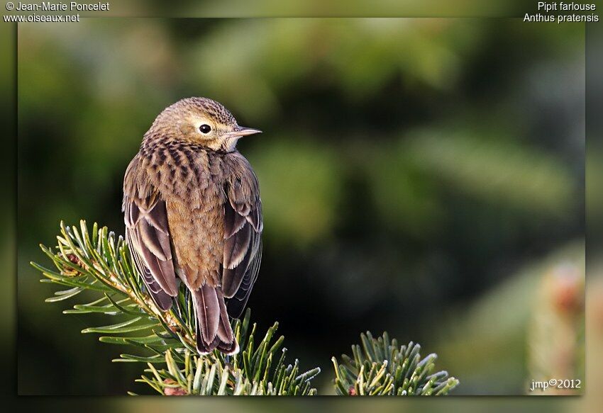 Meadow Pipit