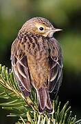 Pipit farlouse