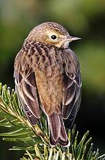 Pipit farlouse