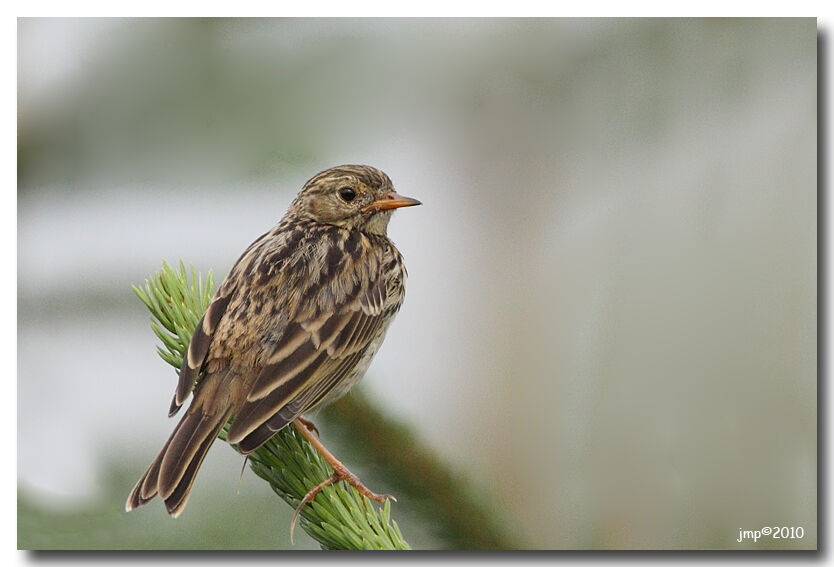 Meadow Pipit