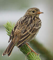 Pipit farlouse