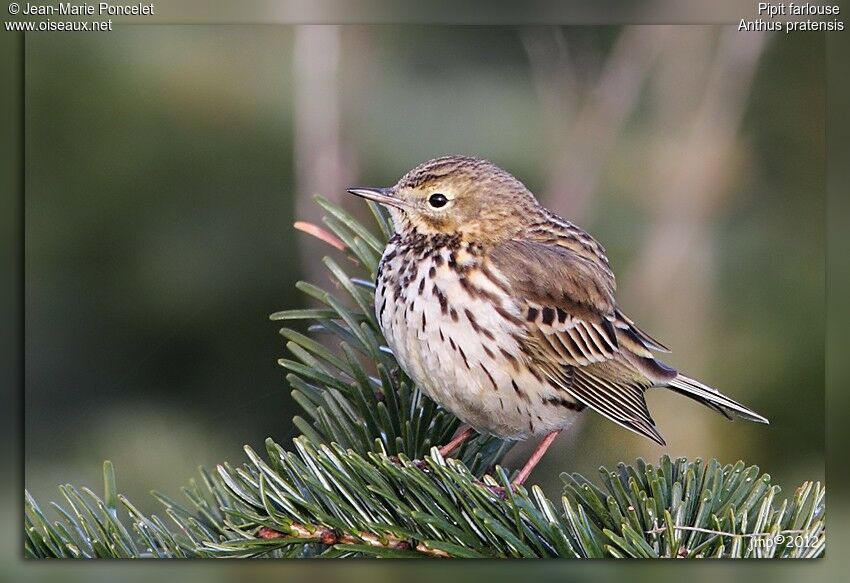 Pipit farlouse