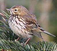 Pipit farlouse