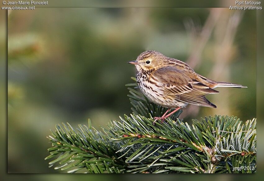 Pipit farlouse