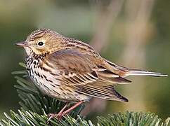 Meadow Pipit