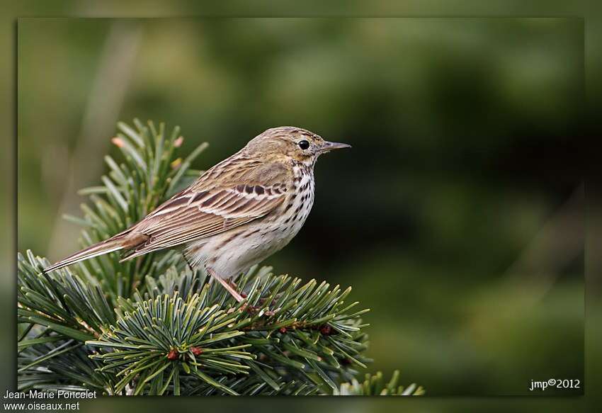 Pipit farlouseadulte nuptial, identification