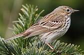 Pipit farlouse