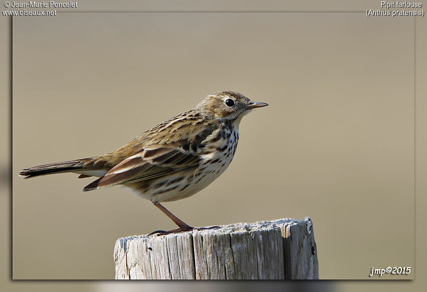 Pipit farlouse