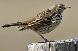 Pipit farlouse