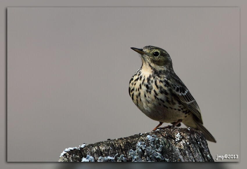 Pipit farlouse