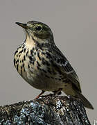 Meadow Pipit