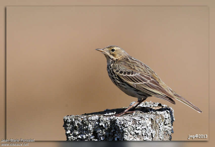 Meadow Pipitadult, identification