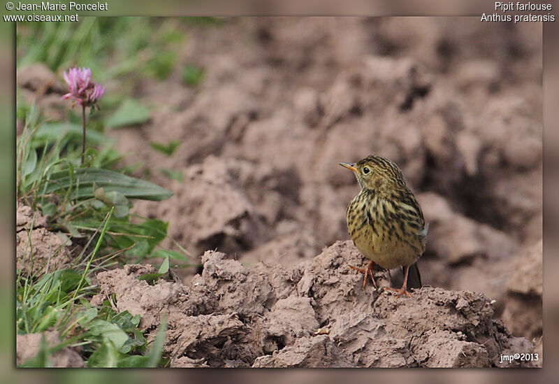 Pipit farlouse