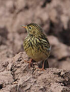 Pipit farlouse