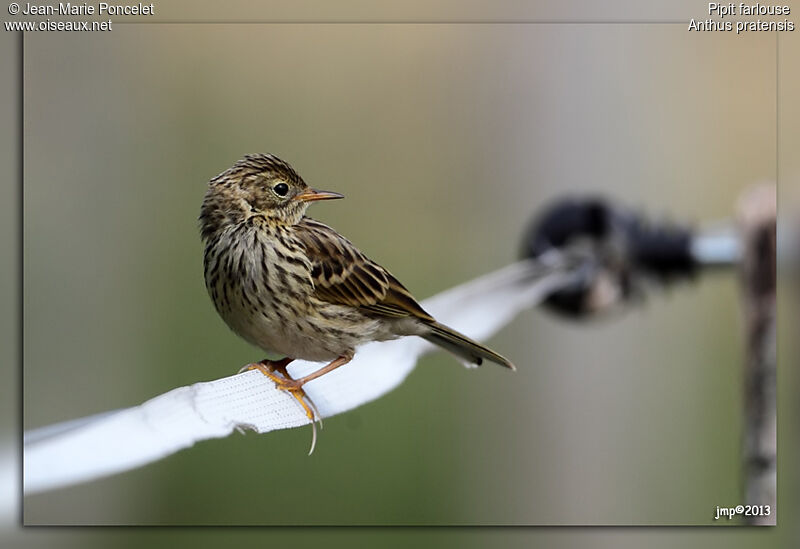 Meadow Pipit