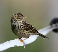 Meadow Pipit