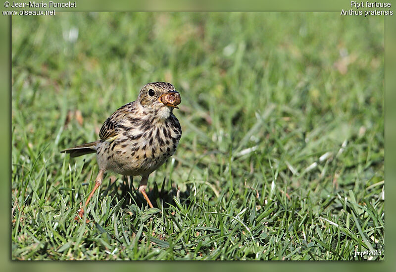 Meadow Pipit