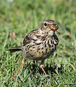 Meadow Pipit