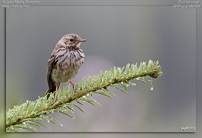 Pipit farlouse