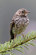 Meadow Pipit