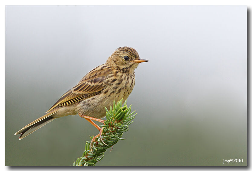 Pipit farlouse