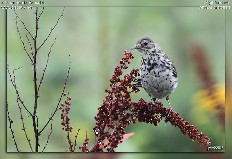 Meadow Pipit