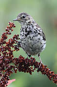 Meadow Pipit