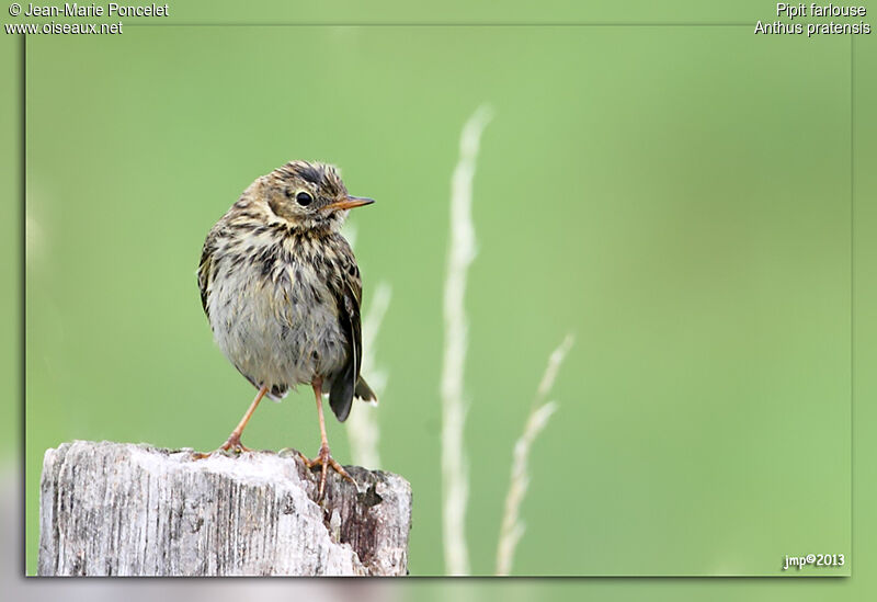 Pipit farlouse