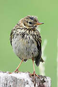 Pipit farlouse