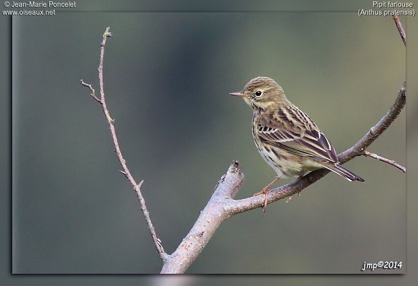 Pipit farlouse