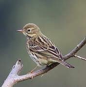 Pipit farlouse