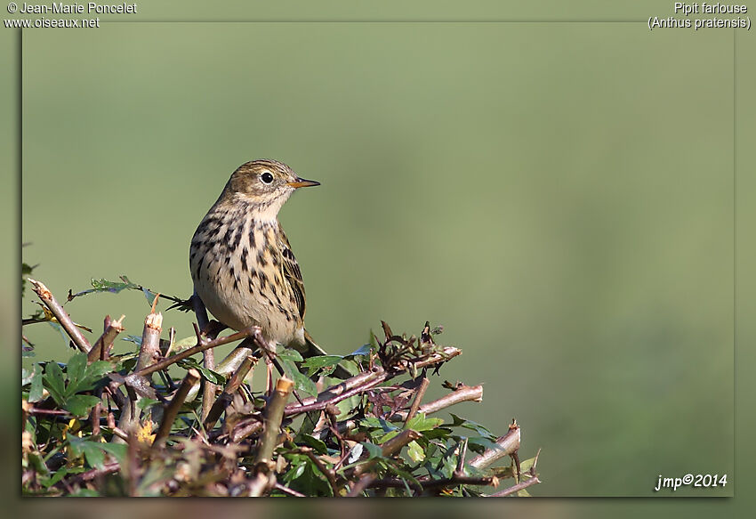 Meadow Pipit