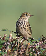 Meadow Pipit