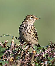 Pipit farlouse