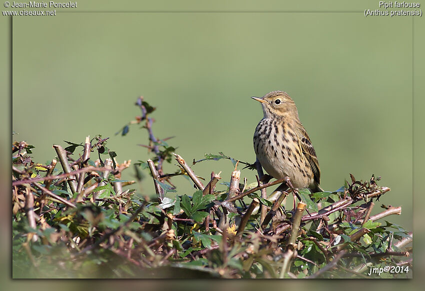 Pipit farlouse