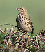 Meadow Pipit