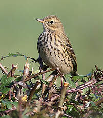 Pipit farlouse