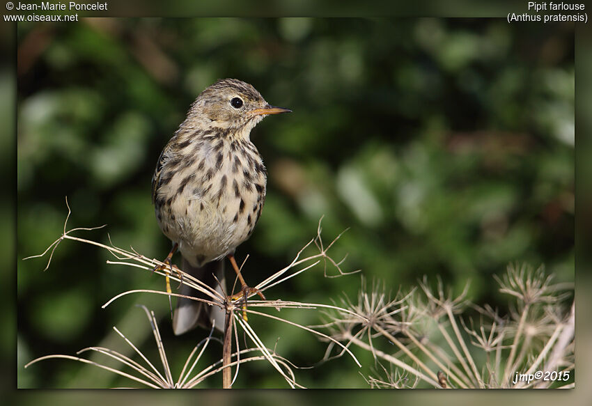 Pipit farlouse