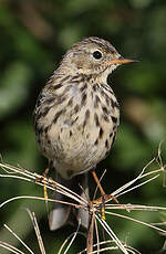 Pipit farlouse