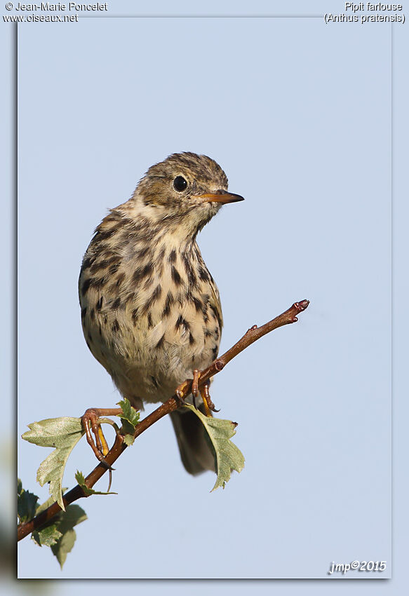 Pipit farlouse