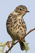 Pipit farlouse